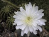 Echinopsis nn 2005 c