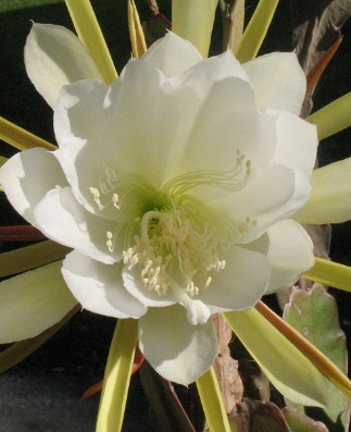 Epiphyllum hybride C 2012 2