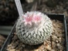 Epithelantha micromeris 2006