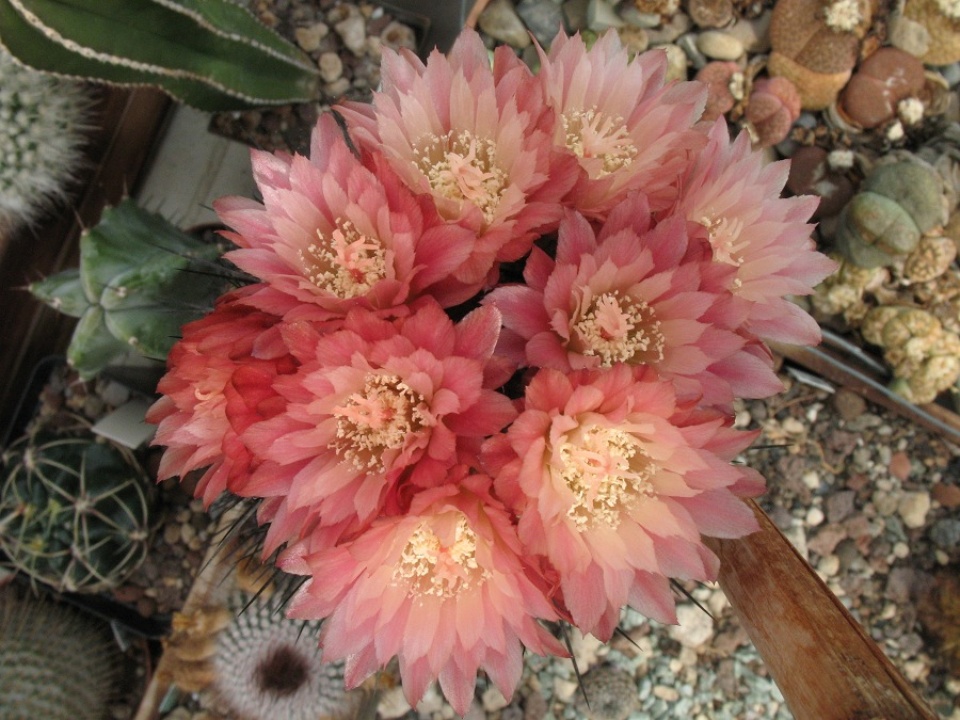 Eriosyce crispa ssp atroviridis 2010