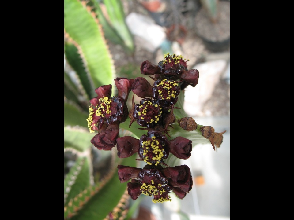 Euphorbia canariensis 2008 09