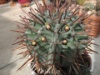 Euphorbia horrida 2010