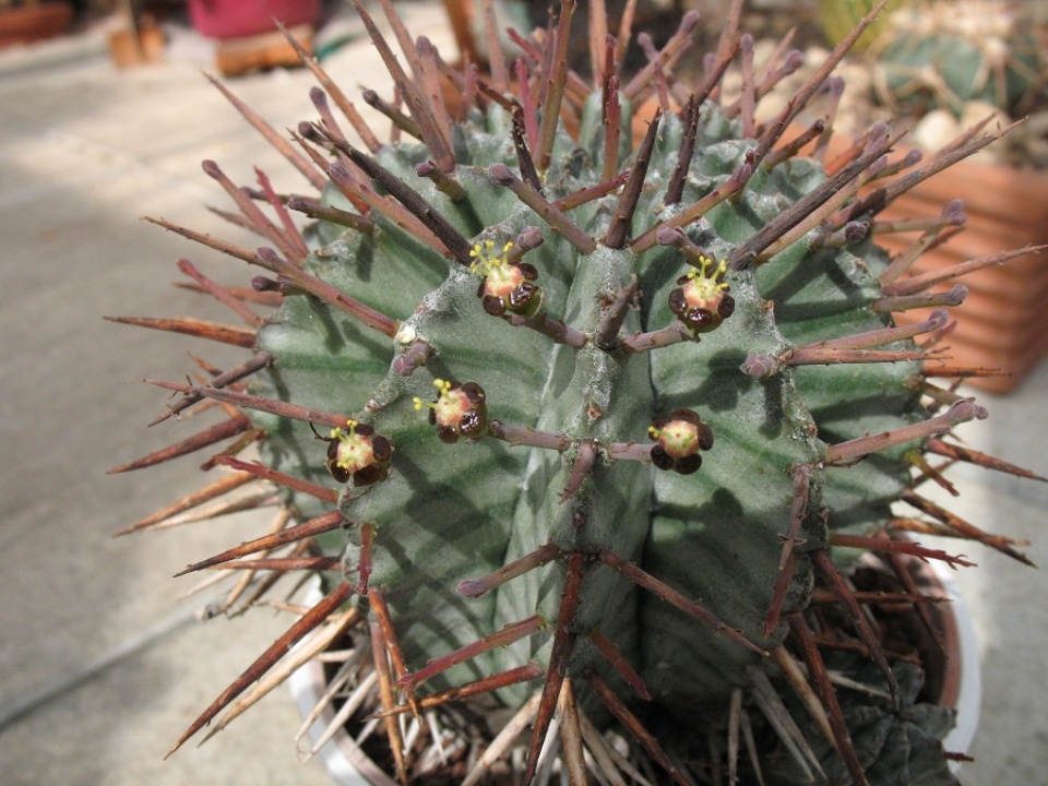 Euphorbia horrida 2010