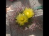 Ferocactus hamathocanthus 2016