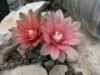 Gymnocalycium baldianum 2012