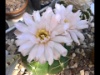 Gymnocalycium denudatum 2017c