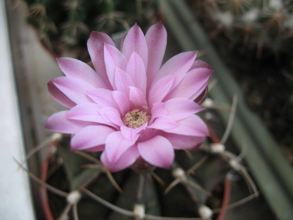 Gymnocalycium mihanovichii spec 2011 2