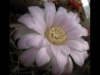 Gymnocalycium monvillei 2012
