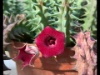 Huernia hedy 2016