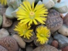 Lithops lesliei venteri 2006