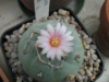 Lophophora williamsii 2006