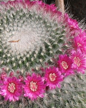 Mammillaria hahniana Doornveld 2008