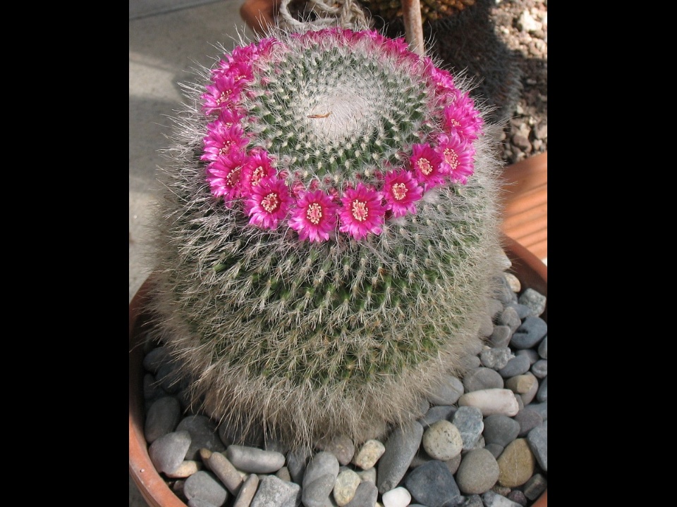 Mammillaria hahniana Doornveld 2008