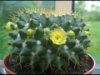 Mammillaria marksiana 2015
