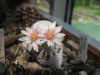 Mammillaria pectinifera 2006